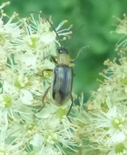 Diabrotica virgifera